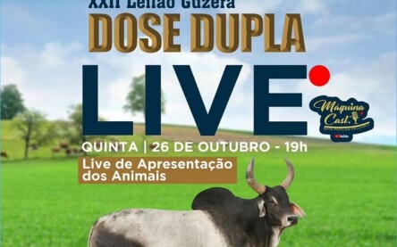 22º leilão da raça guzará