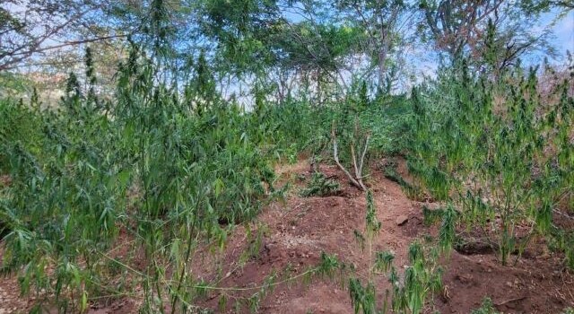 Ação conjunta da PM erradica plantação de maconha e apreende 17kg da erva