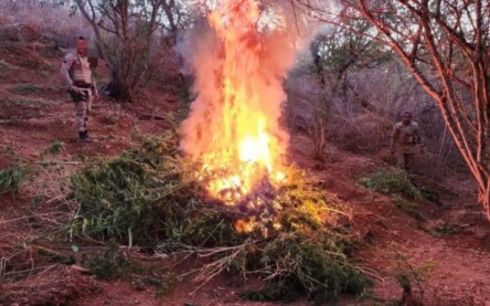 Ação conjunta da PM erradica plantação de maconha e apreende 17kg da erva