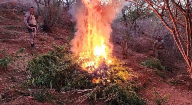 Ação conjunta da PM erradica plantação de maconha e apreende 17kg da erva