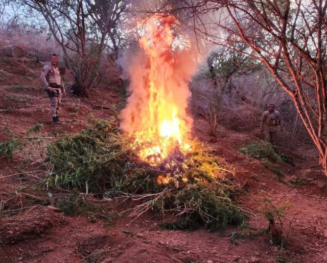 Ação conjunta da PM erradica plantação de maconha e apreende 17kg da erva