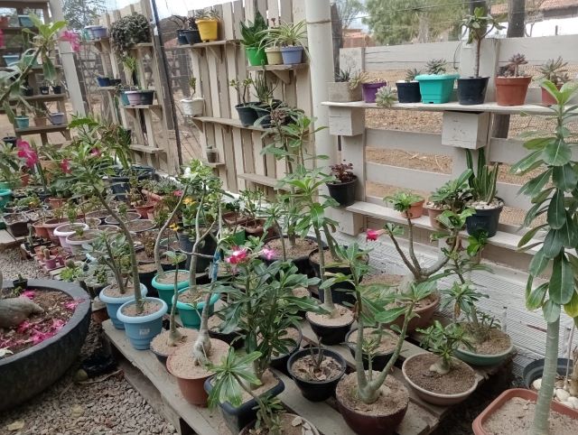 escola agrícola em Ruy Barbosa