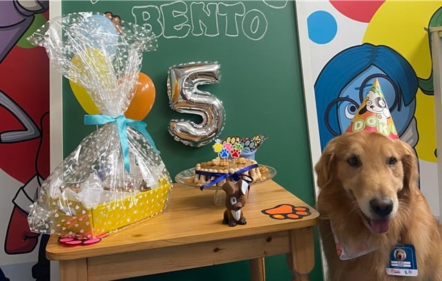 Cães terapeutas no martagão gesteira2