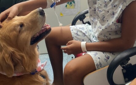 Cães terapeutas no martagão gesteira2