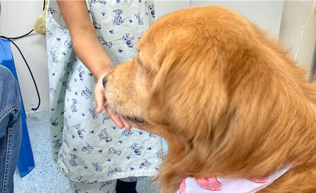 Cães terapeutas no martagão gesteira2