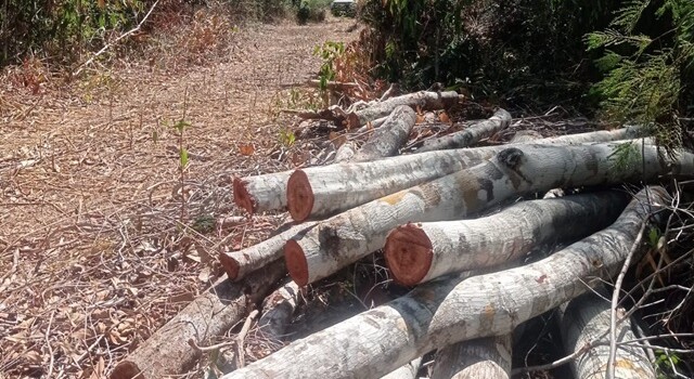 apreensão de madeira ilegal em morro do chapeu1