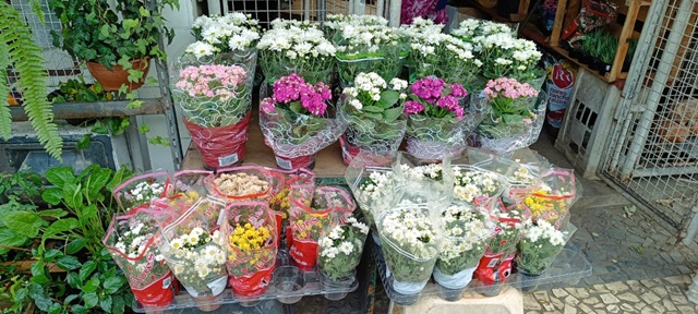 flores e floristas na olimpio vitral ft Paulo José acorda cidade5