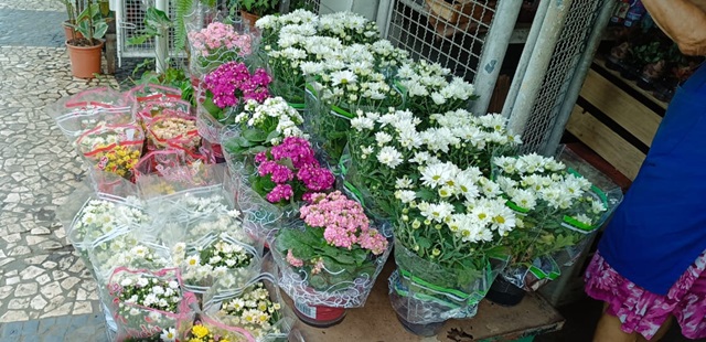 flores e floristas na olimpio vitral ft Paulo José acorda cidade5