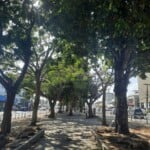 Árvores - arborismo - canteiro da getúlio vargas ft Ney silva do acorda cidade6