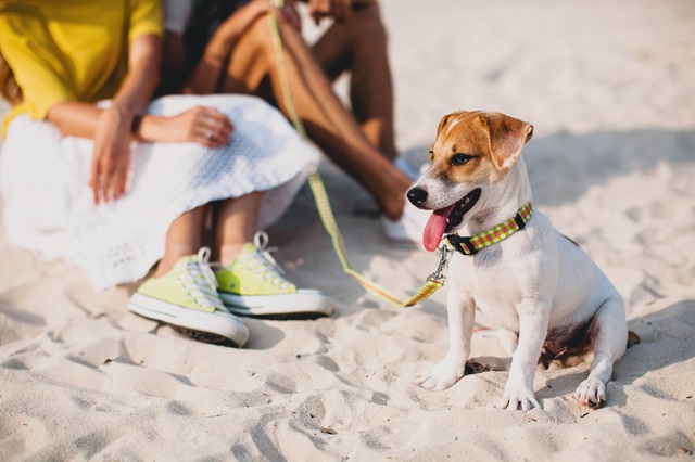 Cachorro na praia