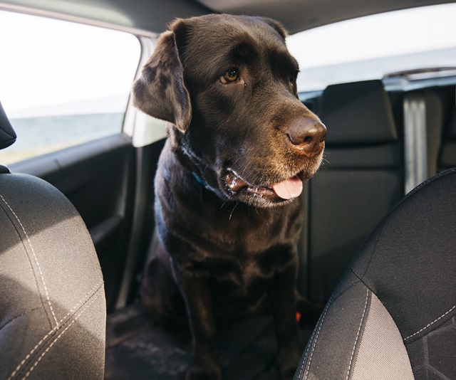 Cachorro dentro de carro