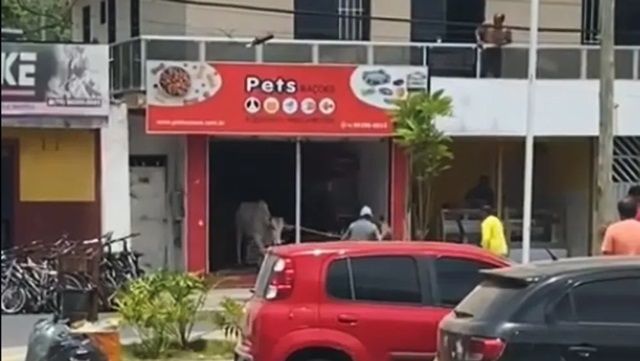 boi invade petshop em Amargosa