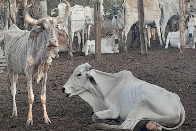 gado - bois - estiagem - seca - FtLay AmorimAchei Sudoeste