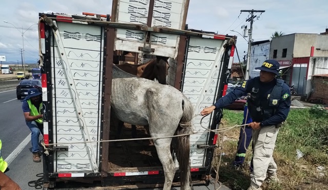 operação rodovida - recolhimento de animais - ft operação rodovida8