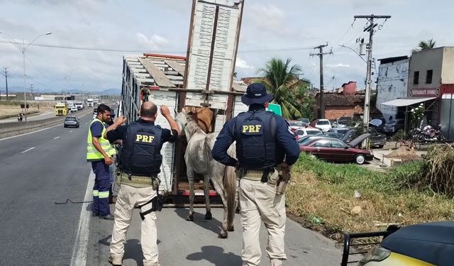 operação rodovida - recolhimento de animais - ft operação rodovida8