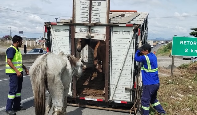 operação rodovida - recolhimento de animais - ft operação rodovida8