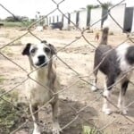 gato - cachorro - animais do centro de zoonoses1