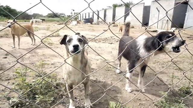 gato - cachorro - animais do centro de zoonoses1