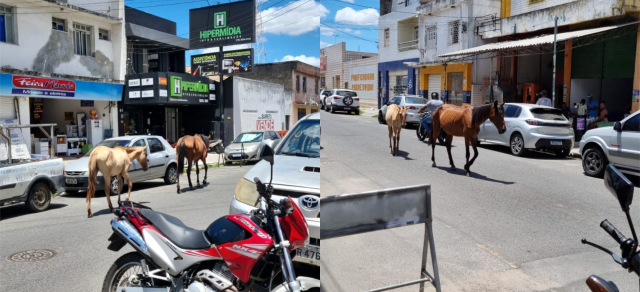 cavalos andando livremente 