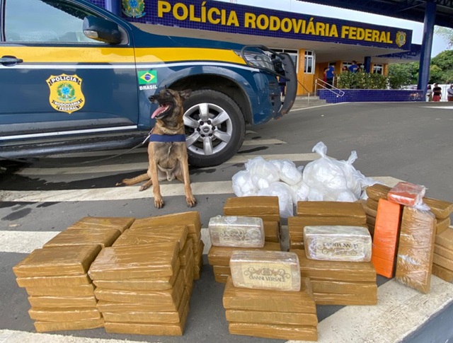 apreensão de drogas em vitória da conquista - cão farejador prf