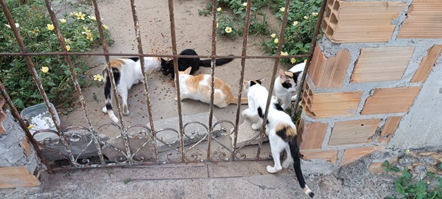 Gatos Abandonados