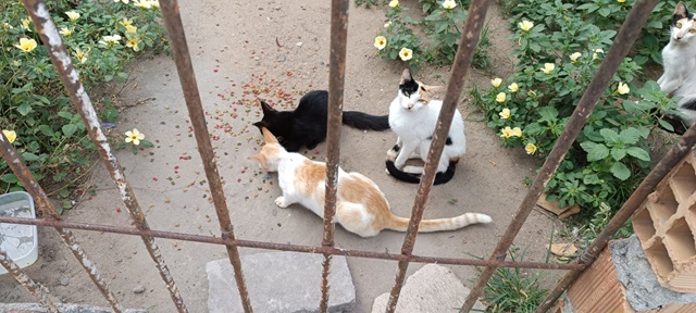 Gatos Abandonados