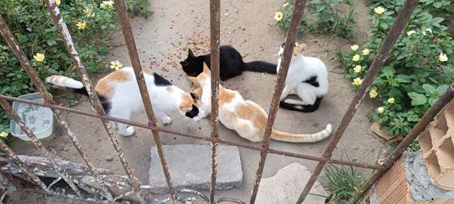 Gatos Abandonados