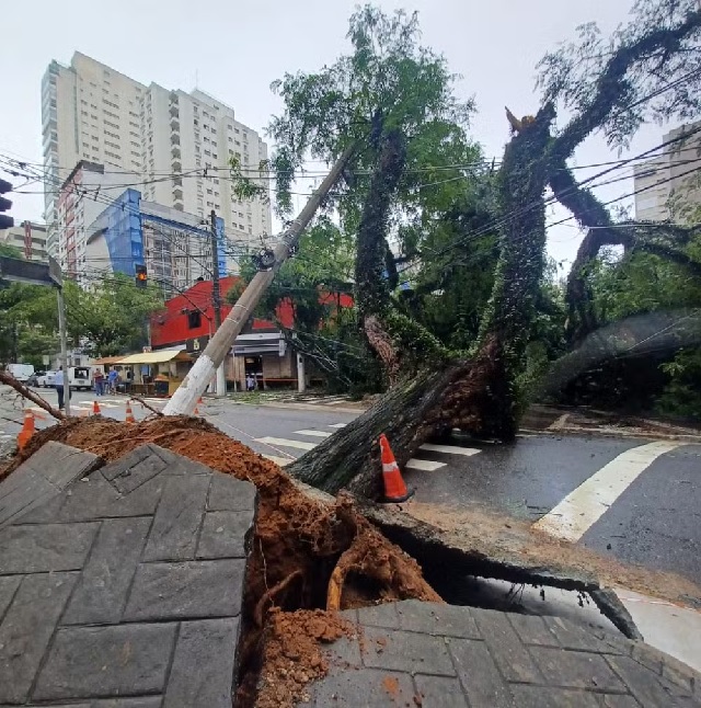 Queda de árvore após chuva