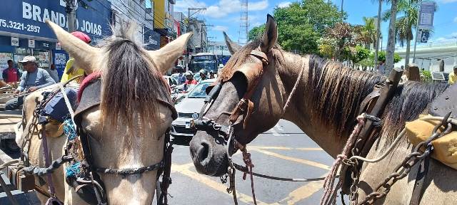 Manifestação carroceiros