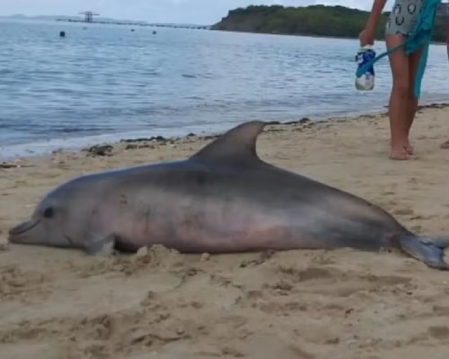 Golfinho é encontrado morto