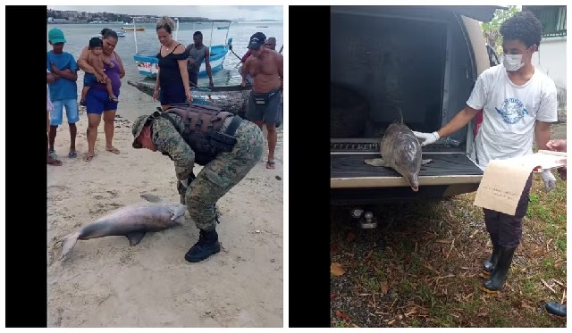 Golfinho é encontrado morto