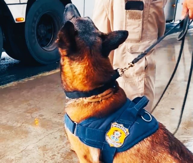 Cão farejador da PRF localiza cocaína