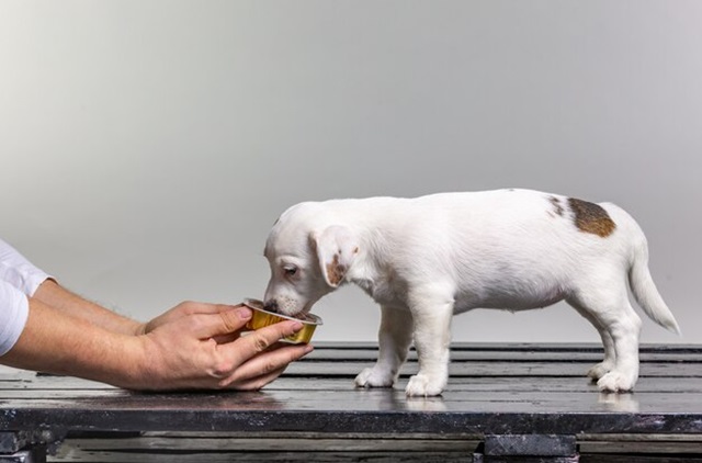 medicamentos manipulados para Pets freepik gerain 0812