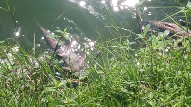 Morte de peixes na Lagoa Grande ft ney silva acorda cidade6