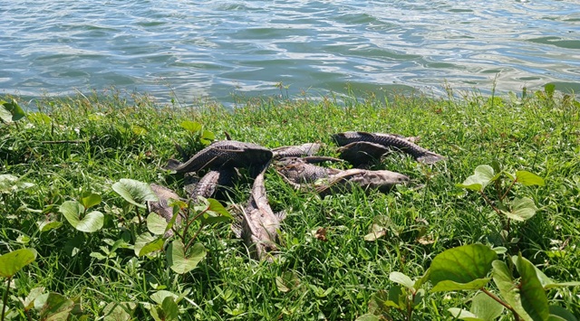 Morte de peixes na Lagoa Grande ft ney silva acorda cidade6