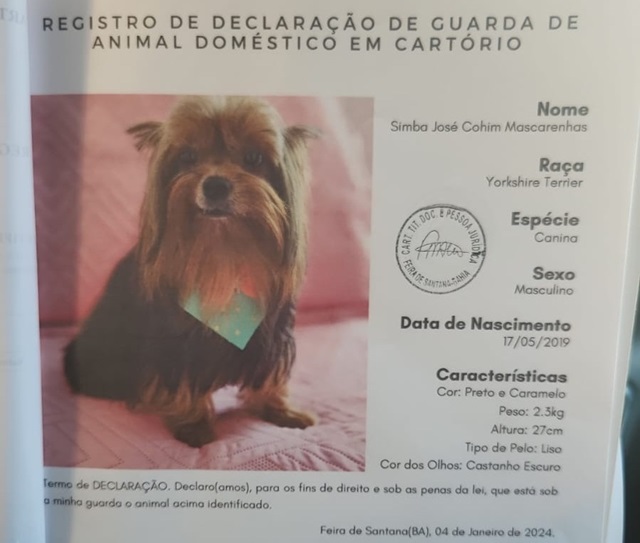 Guardiões de Simba José Cohim Mascarenhas, o cachorrinho da raça Yorkshire terrier de Ylla Cohim e Fábio Mascarenhas