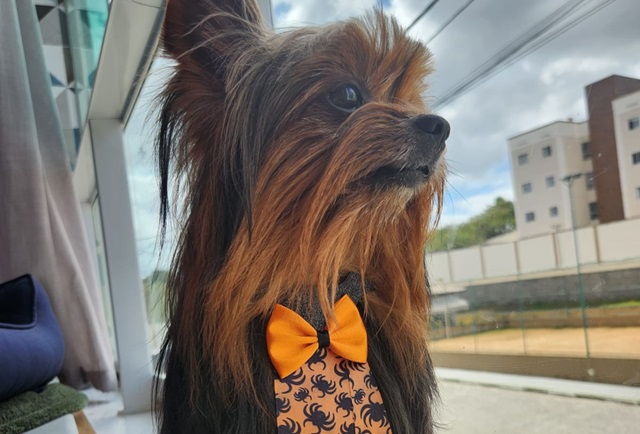 Guardiões de Simba José Cohim Mascarenhas, o cachorrinho da raça Yorkshire terrier de Ylla Cohim e Fábio Mascarenhas