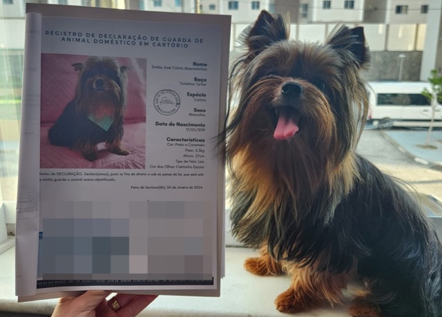 Guardiões de Simba José Cohim Mascarenhas, o cachorrinho da raça Yorkshire terrier de Ylla Cohim e Fábio Mascarenhas