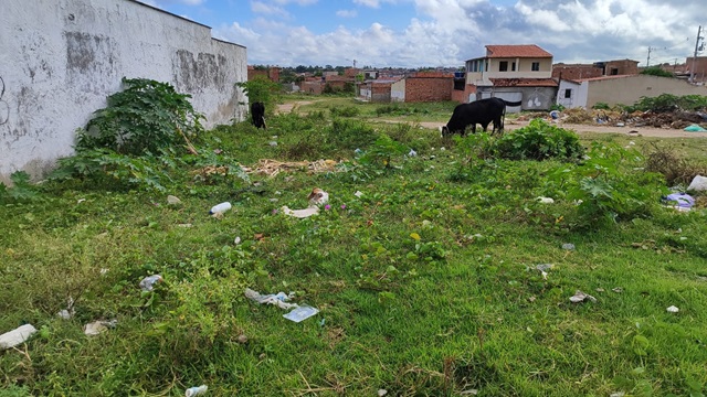 peçonhentos na mangabeira