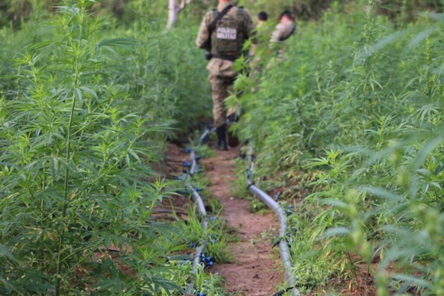 PM e PF desmontam roça de maconha em sítio usado de fachada como criação de caprinos e ovinos4