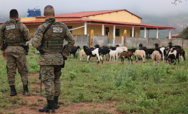 PM e PF desmontam roça de maconha em sítio usado de fachada como criação de caprinos e ovinos4