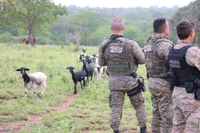 PM e PF desmontam roça de maconha em sítio usado de fachada como criação de caprinos e ovinos5