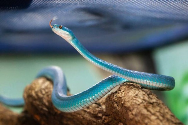 Serpente rara azul