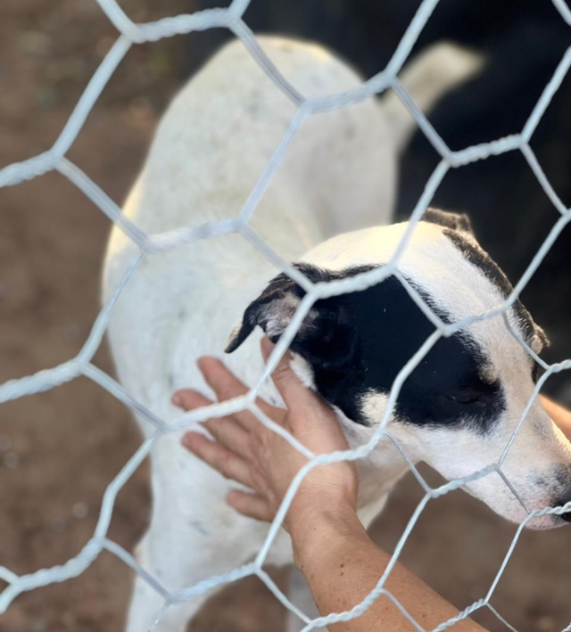 Animais resgatados