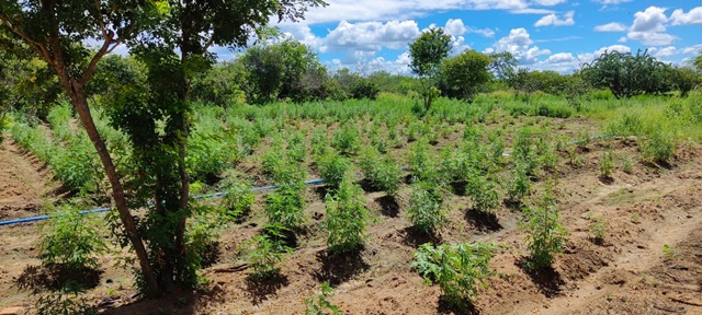 Plantação de Maconha