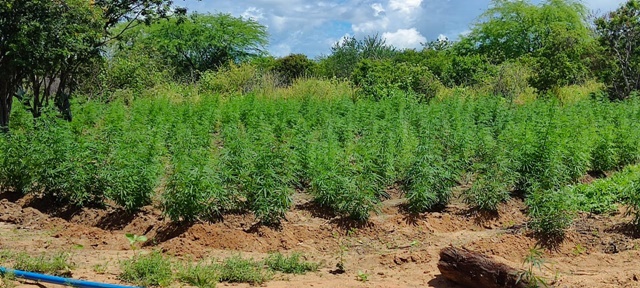 Plantação de Maconha