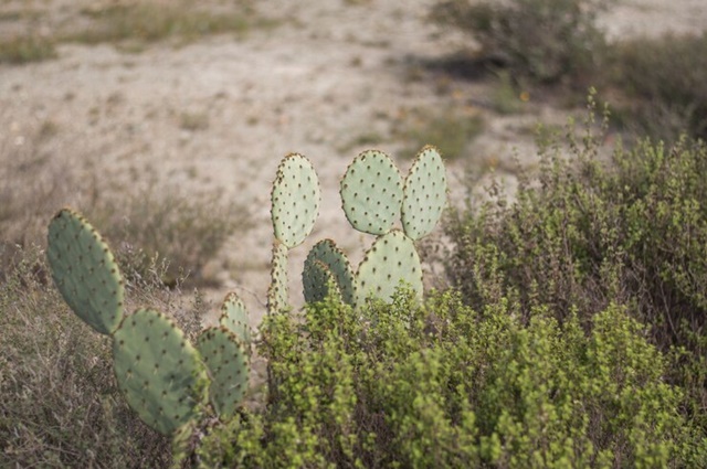 Bioma caatinga