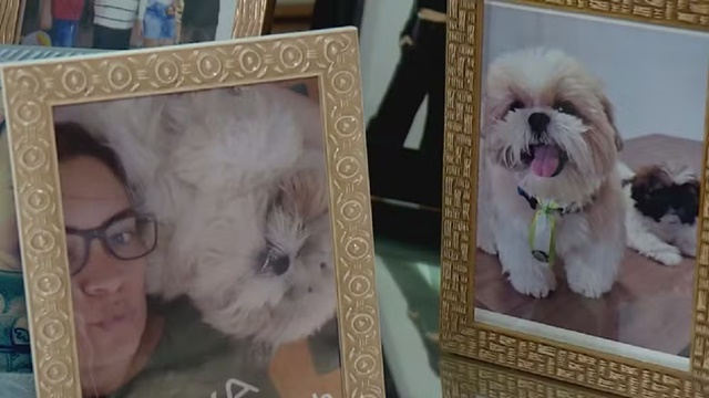 Cão da raça shih-tzu morre após ir para petshop na Bahia