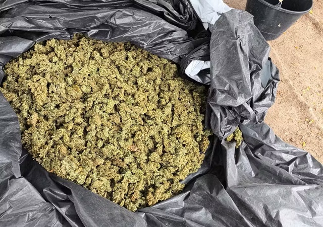 Polícia Militar erradica 10 mil pés de maconha em Monte Santo