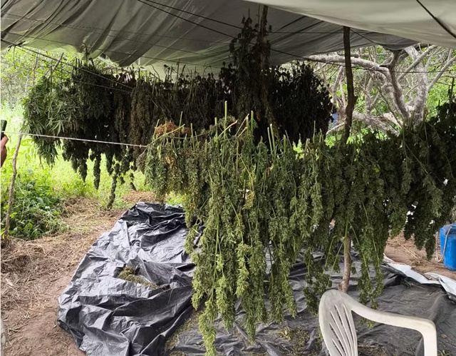 Polícia Militar erradica 10 mil pés de maconha em Monte Santo